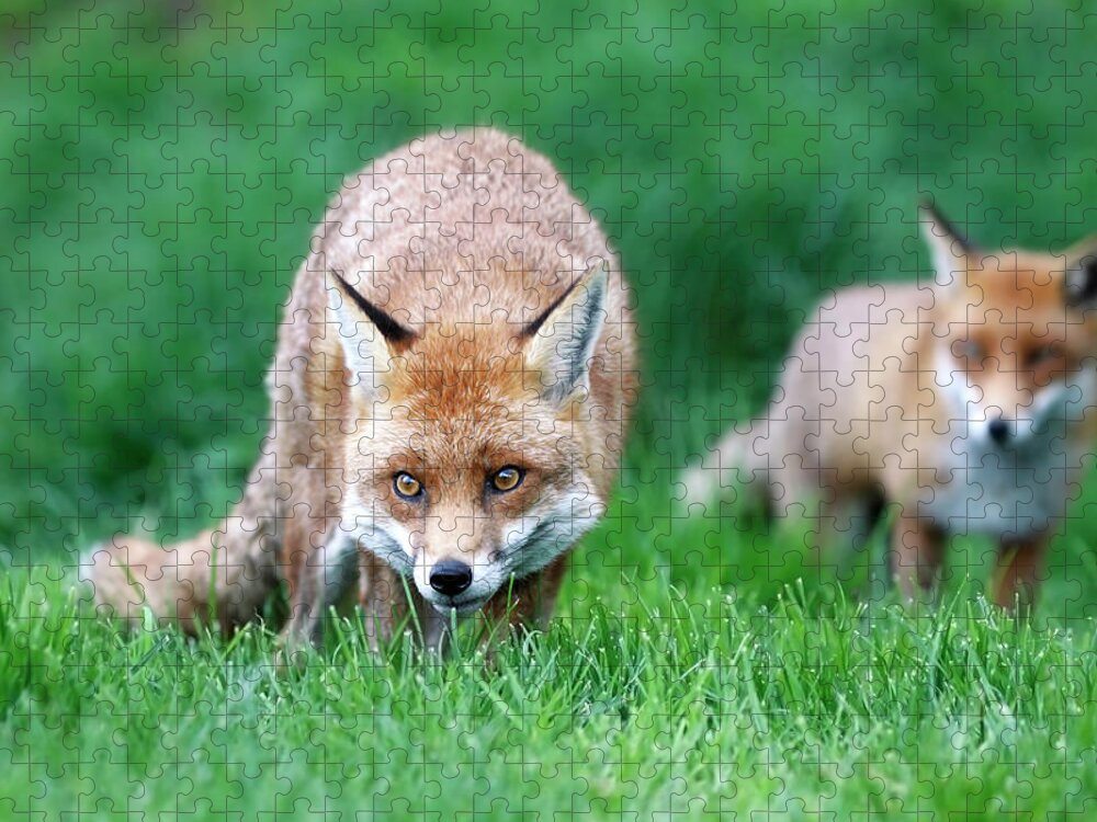 Grass Jigsaw Puzzle featuring the photograph Fox Pair by Mlorenzphotography