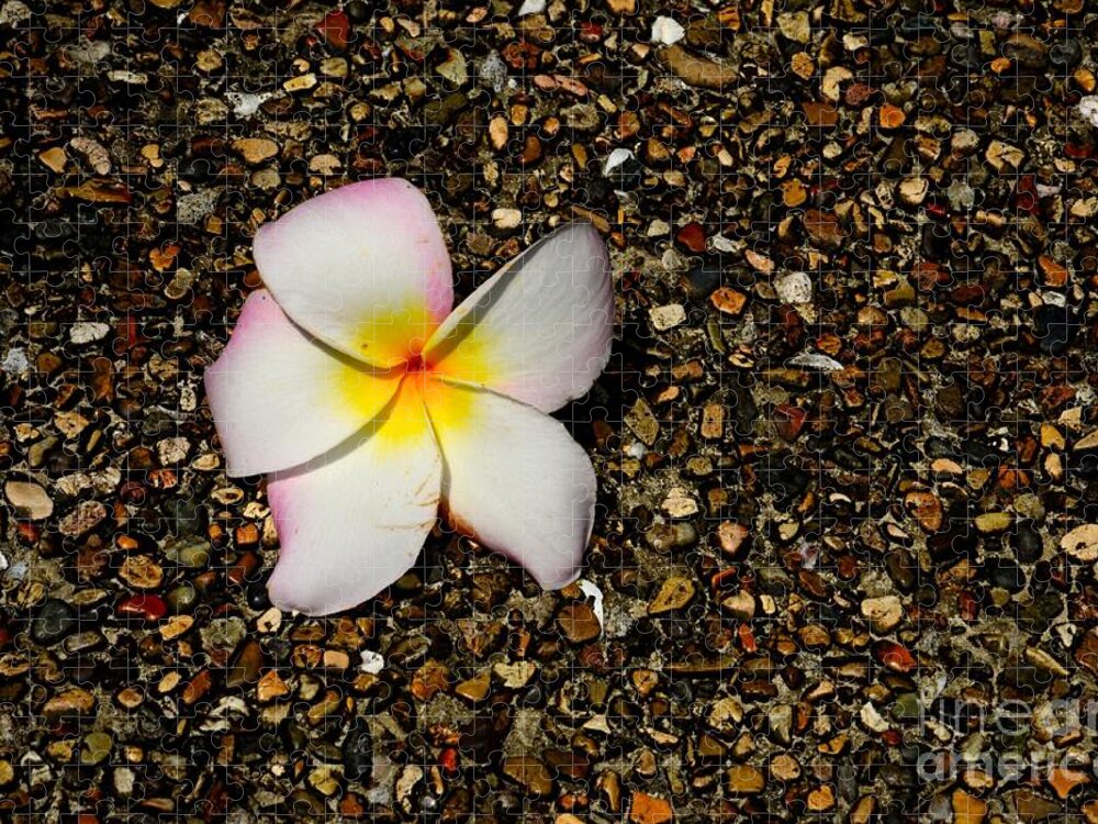  Frangipani Jigsaw Puzzle featuring the photograph Frangipani plumeria flower on pebble path by Imran Ahmed