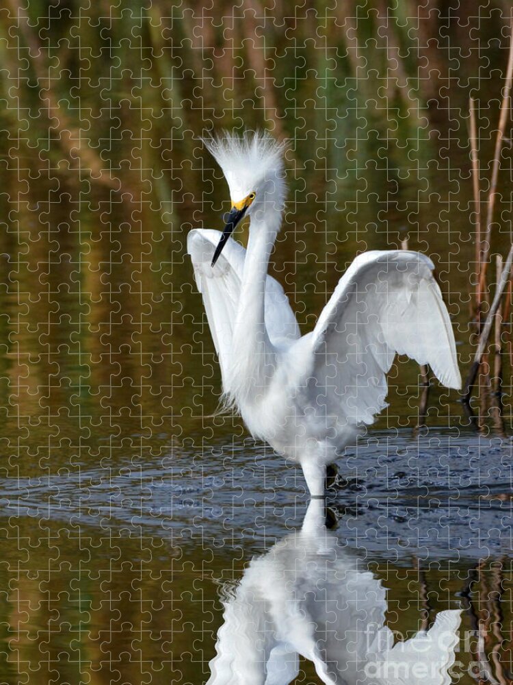 Egrets Jigsaw Puzzle featuring the photograph Frazzled by Kathy Baccari