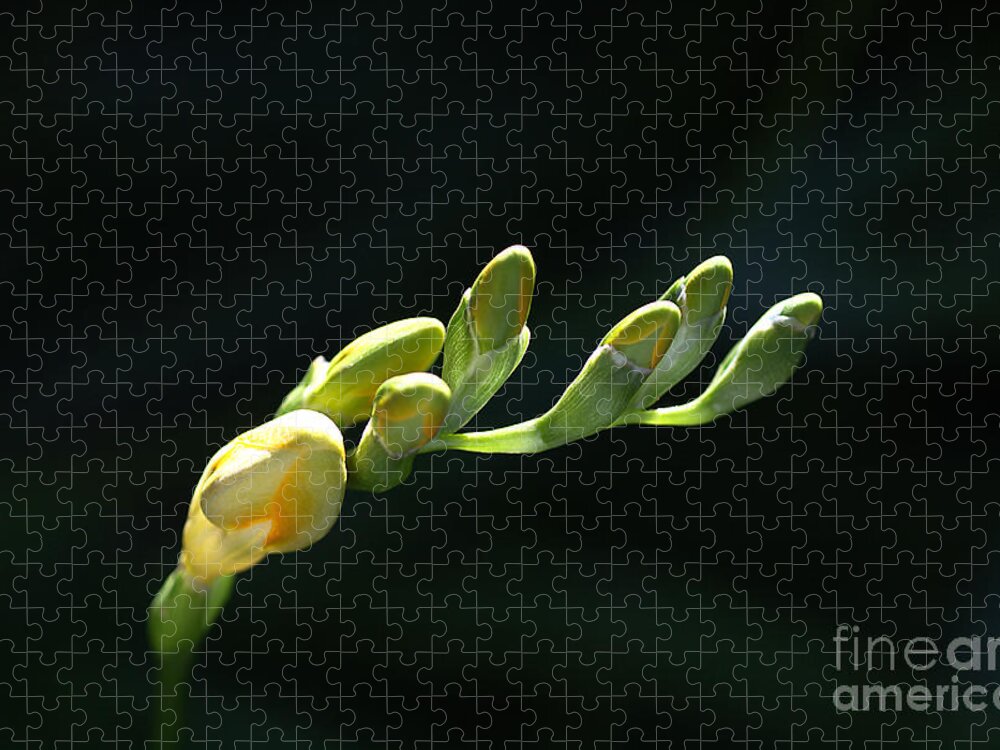 Iridaceae Jigsaw Puzzle featuring the photograph Freesia Fingers by Joy Watson