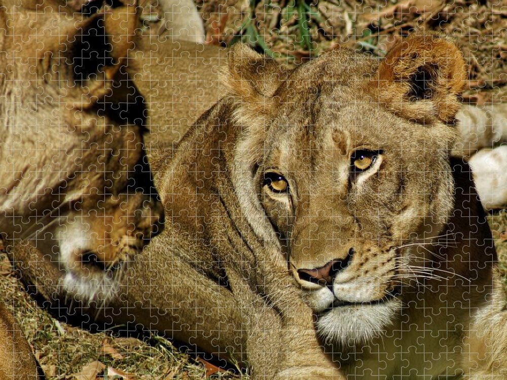 Lion Jigsaw Puzzle featuring the photograph Friends by Jean Goodwin Brooks