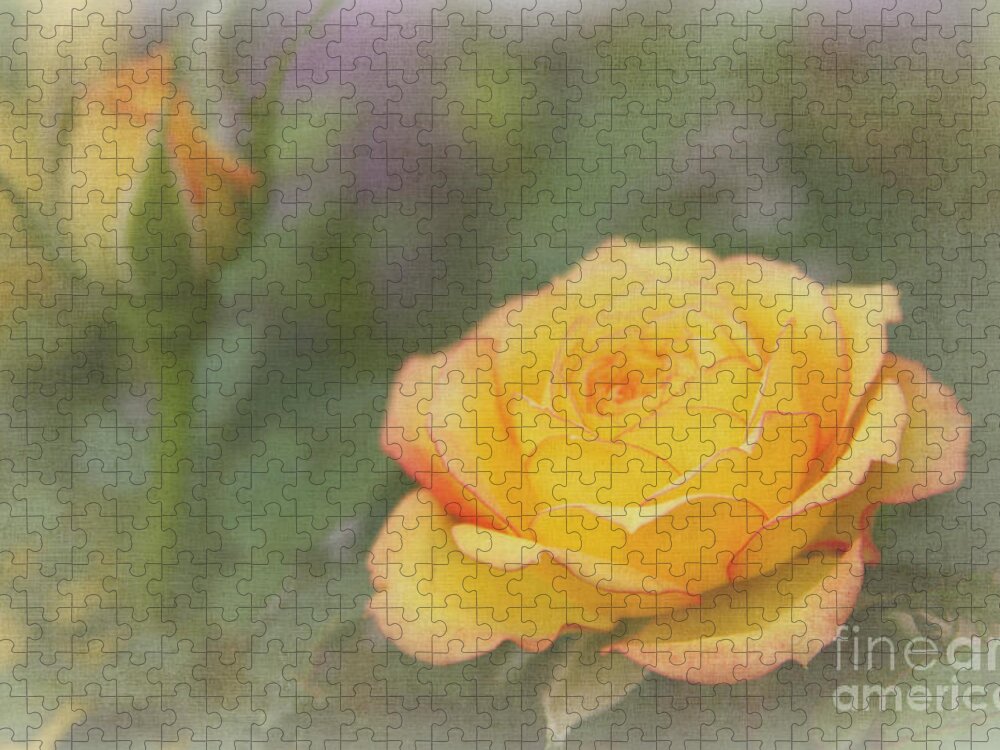 Yellow Jigsaw Puzzle featuring the photograph Friendship Rose by Jayne Carney
