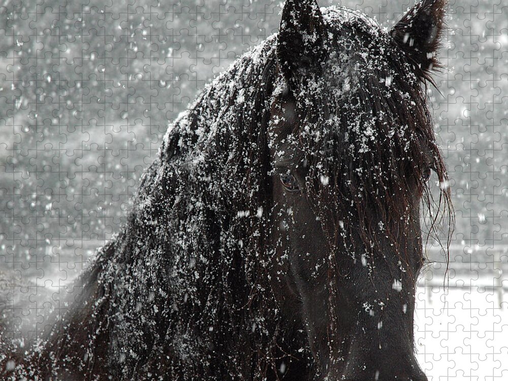 Horses Jigsaw Puzzle featuring the photograph Friesian Snow by Fran J Scott