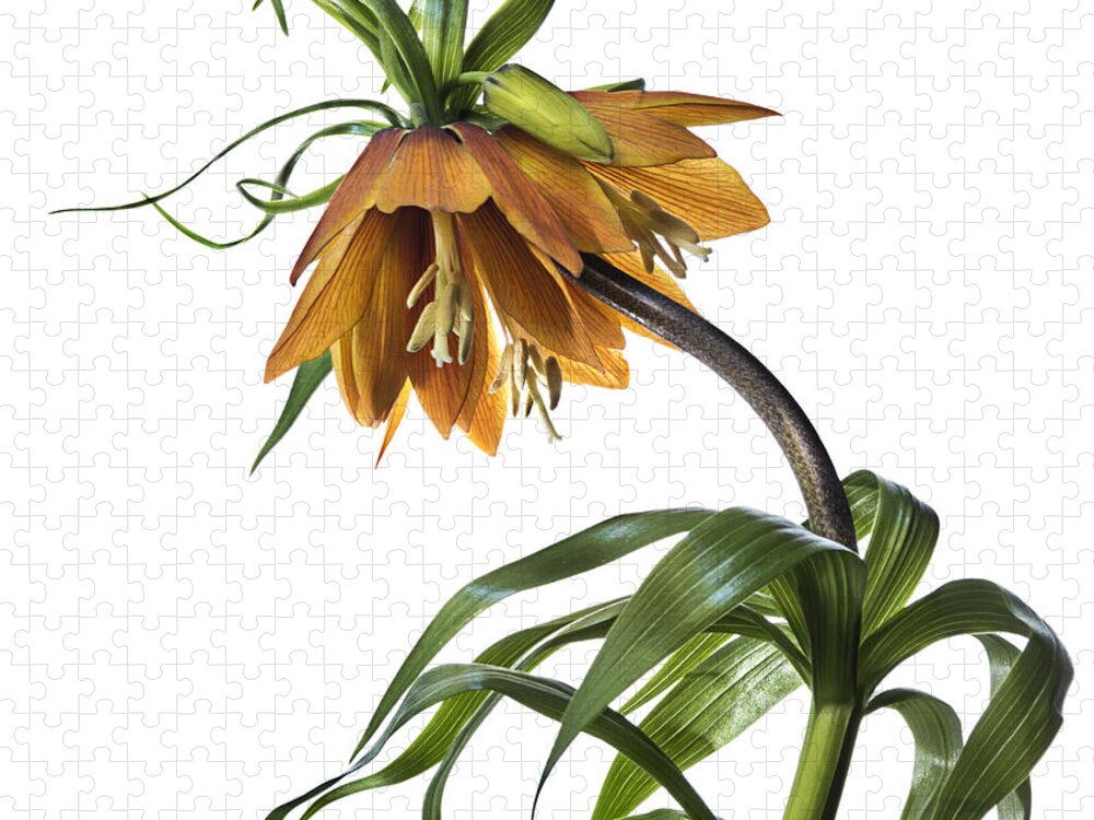 Flower Jigsaw Puzzle featuring the photograph Fritillaria Imperialis by Endre Balogh