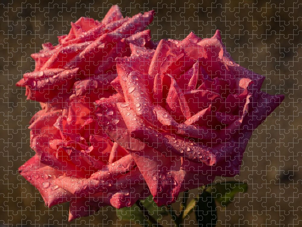 Georgia Mizuleva Jigsaw Puzzle featuring the photograph From My Mother's Garden - Three Fabulous Old Fashioned Sweetheart Roses by Georgia Mizuleva