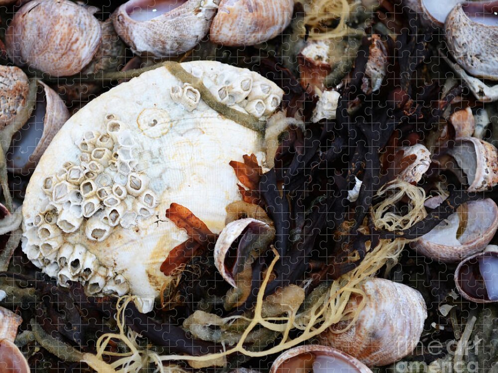Seashell Jigsaw Puzzle featuring the photograph From the Ocean by Andrea Anderegg