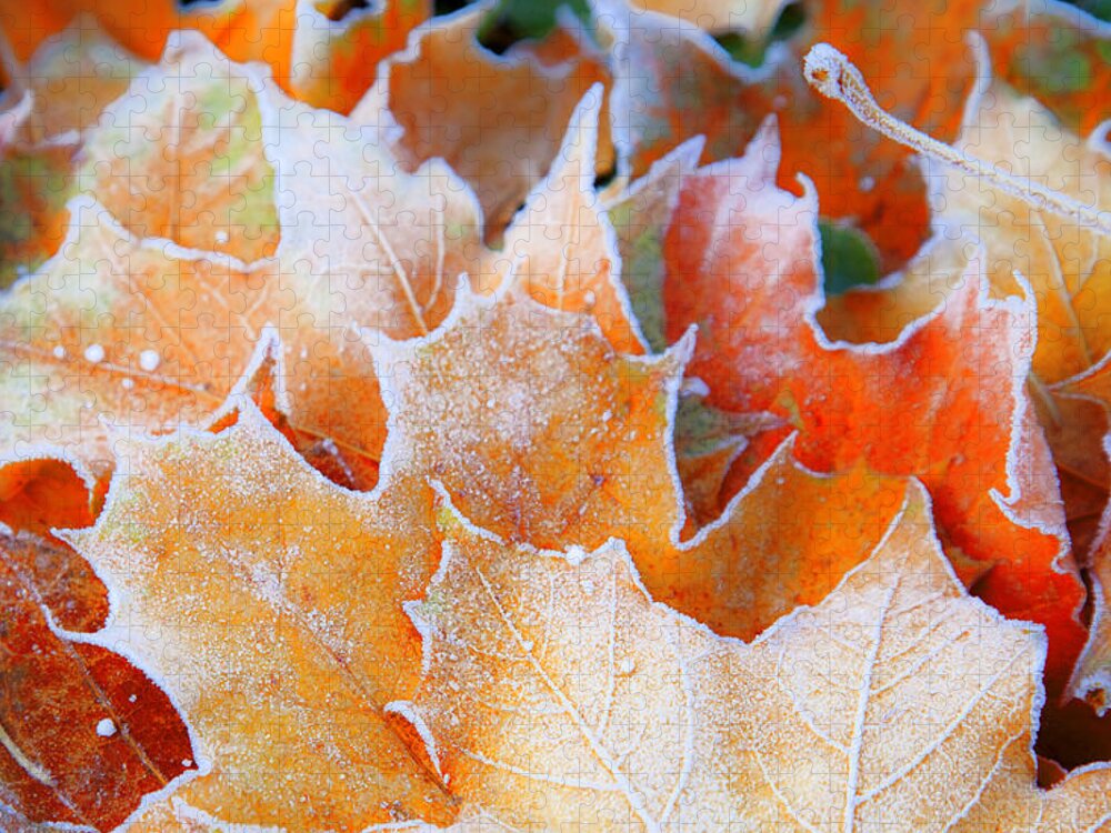Autumn Jigsaw Puzzle featuring the photograph Frost Touched by Theresa Tahara