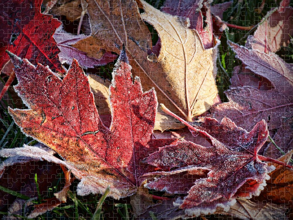 Leaves Jigsaw Puzzle featuring the photograph Frosted Leaves #2 by Nikolyn McDonald