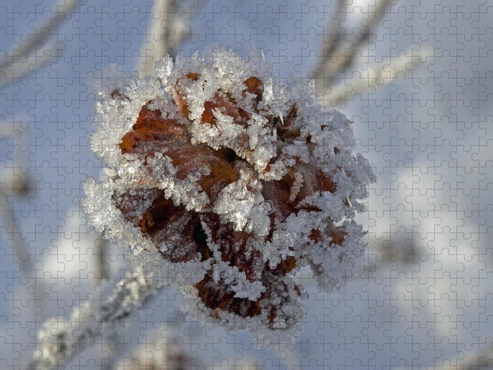 Rose Jigsaw Puzzle featuring the photograph Frosted Willow Rose by Cathy Mahnke