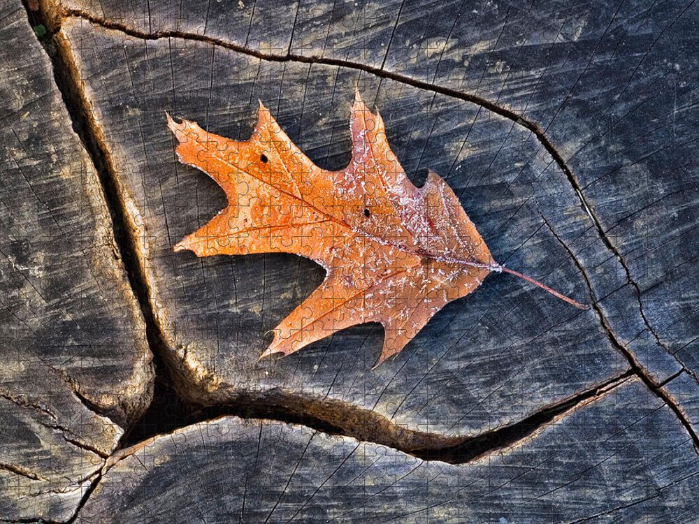 Acer Jigsaw Puzzle featuring the photograph Frosty Leaf on Tree Trunk by Gary Slawsky