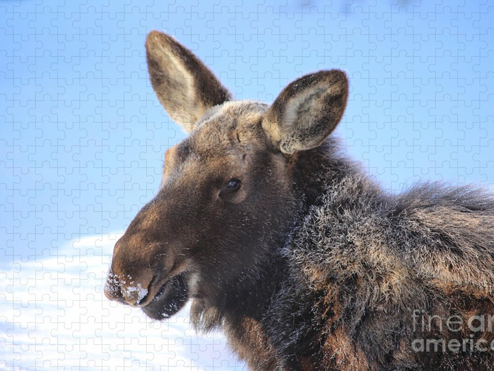 Moose Jigsaw Puzzle featuring the photograph Frosty Moose by Marty Fancy
