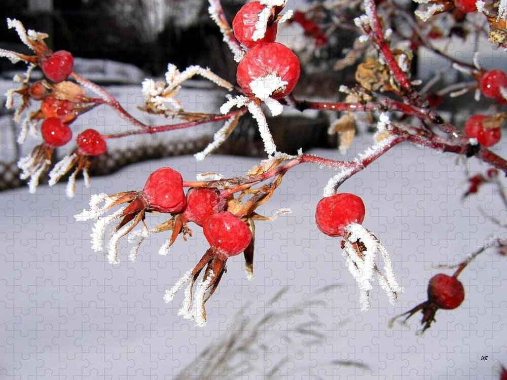 Frost Jigsaw Puzzle featuring the photograph Frosty Rosehips by Will Borden