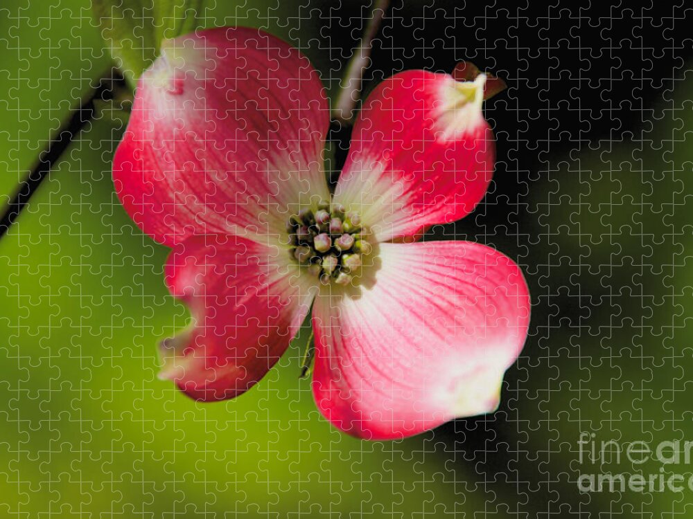 Fruit Tree Jigsaw Puzzle featuring the photograph Fruit Tree Flower by William Norton