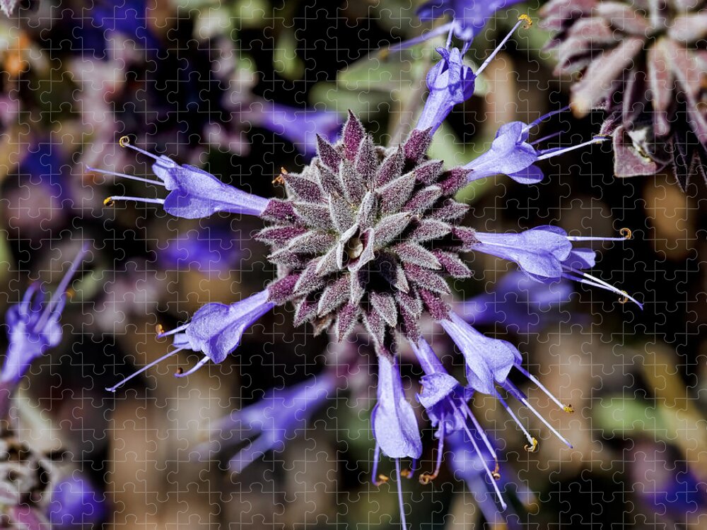 Fuzzy Jigsaw Puzzle featuring the photograph Fuzzy Purple 3 by Kelley King