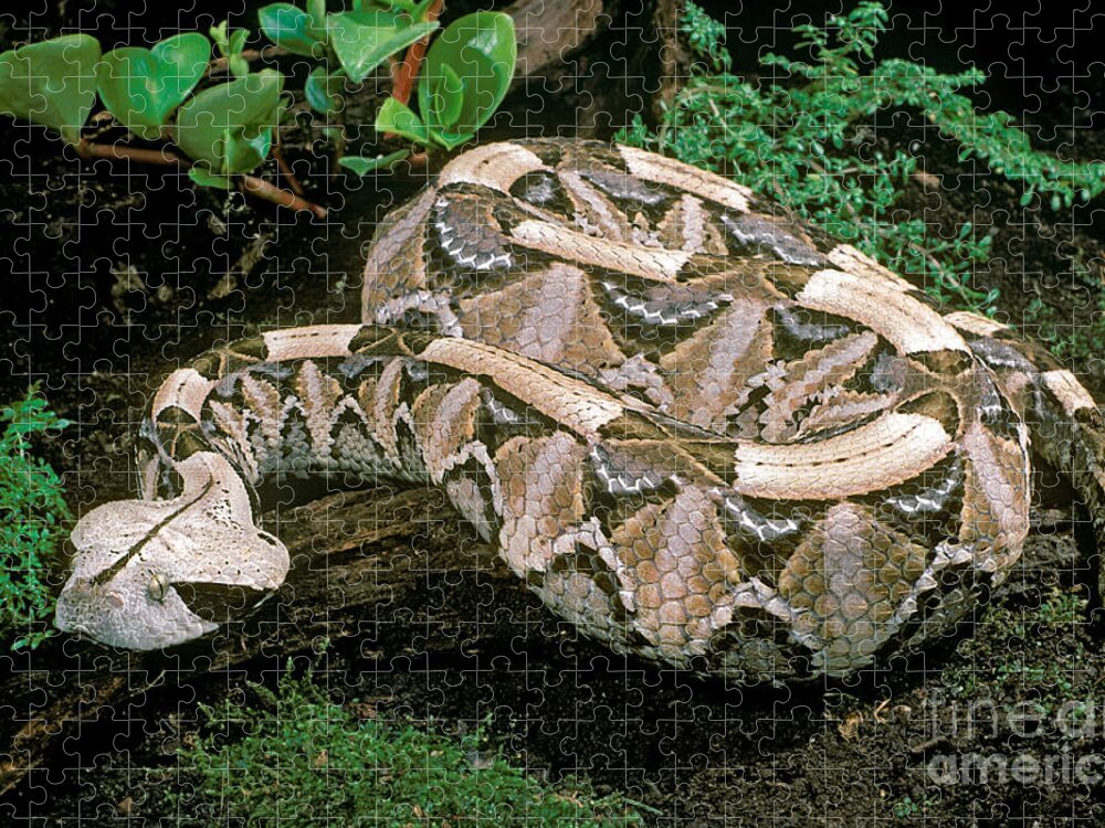 Gaboon Viper Jigsaw Puzzle featuring the photograph Gaboon Viper by ER Degginger