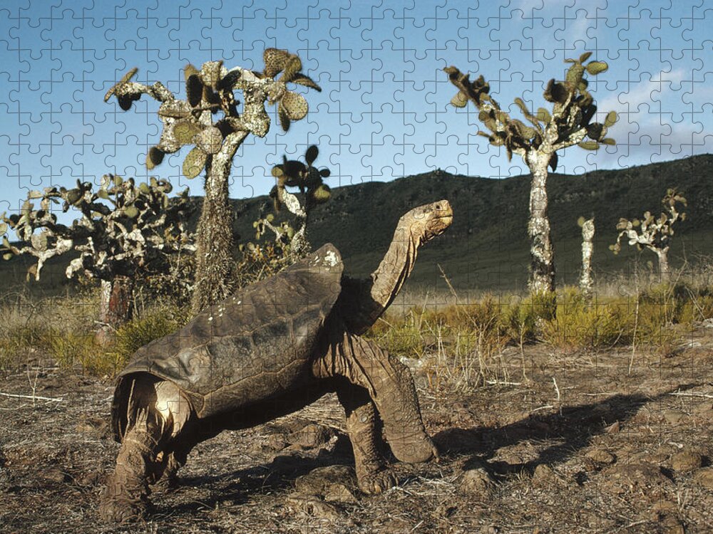 Feb0514 Jigsaw Puzzle featuring the photograph Galapagos Giant Tortoise And Opuntia by Tui De Roy