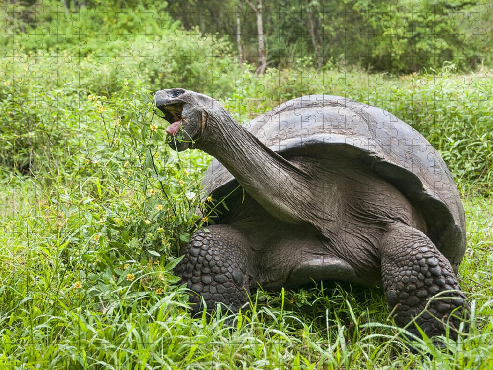 534157 Jigsaw Puzzle featuring the photograph Galapagos Giant Tortoise Santa Cruz by Tui De Roy