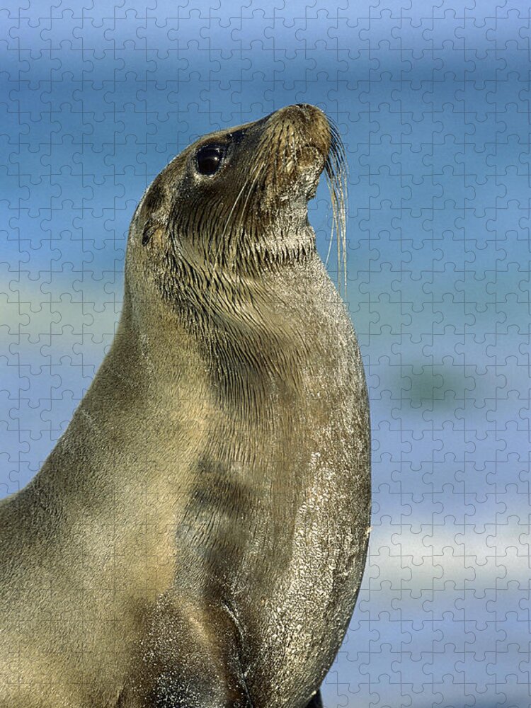 Feb0514 Jigsaw Puzzle featuring the photograph Galapagos Sea Lion Coral Beach by Tui De Roy
