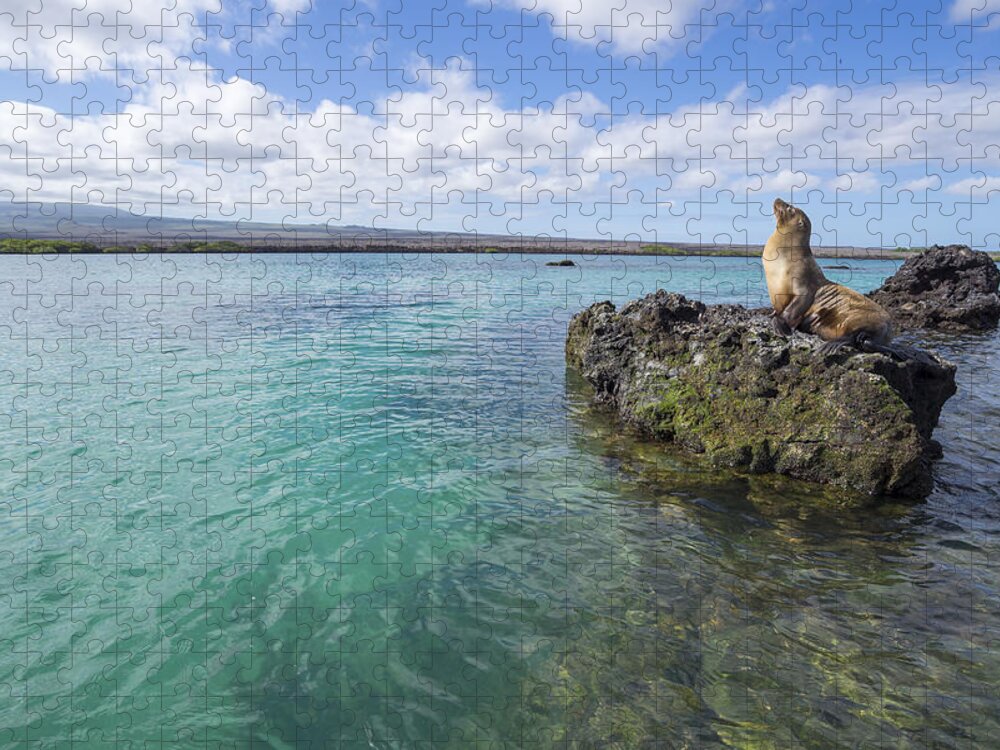 Tui De Roy Jigsaw Puzzle featuring the photograph Galapagos Sea Lion Elizabeth Bay by Tui De Roy