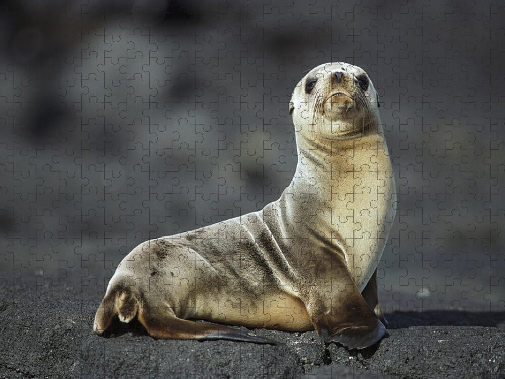 Feb0514 Jigsaw Puzzle featuring the photograph Galapagos Sea Lion Pup Galapagos Islands by Tui De Roy