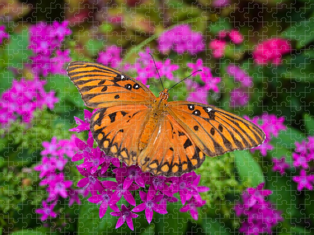 Butterfly Jigsaw Puzzle featuring the photograph Garden Butterfly by Oswald George Addison