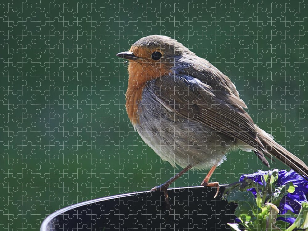 Robin Jigsaw Puzzle featuring the photograph Garden robin by Shirley Mitchell