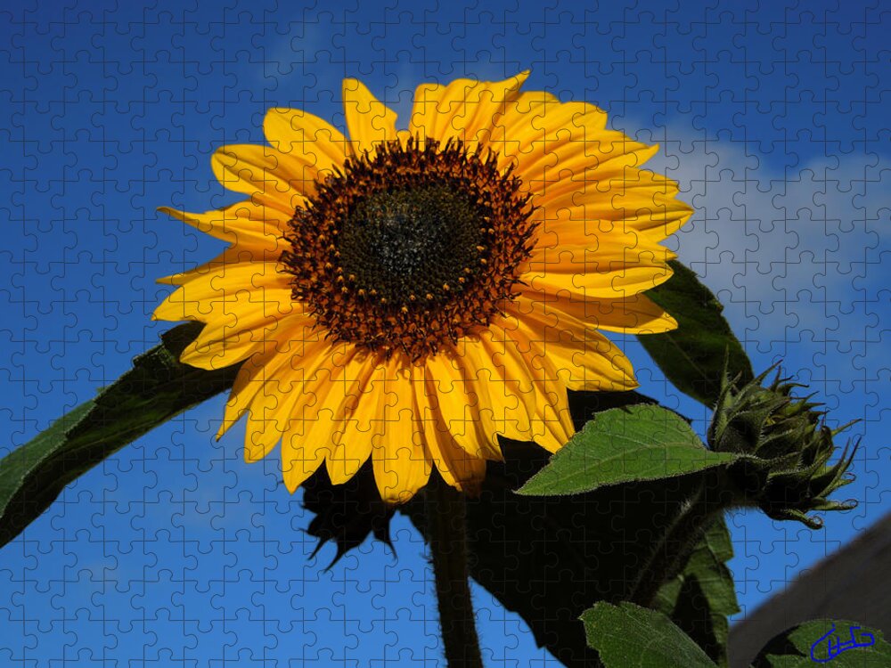 Colette Jigsaw Puzzle featuring the photograph Garden Sunflower October by Colette V Hera Guggenheim