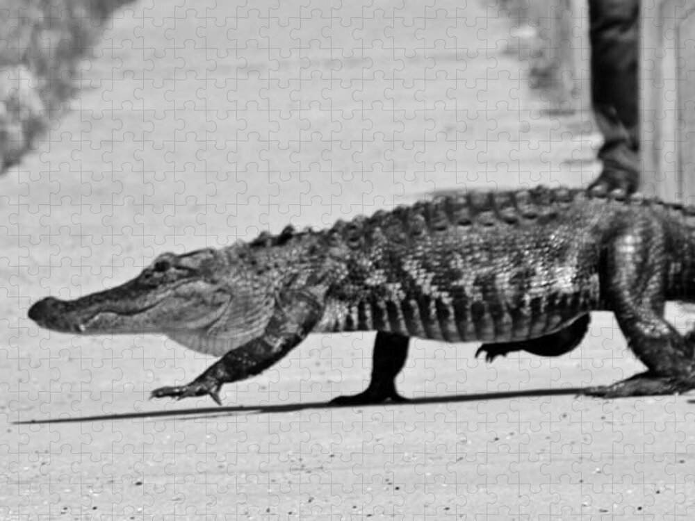 Alligator Jigsaw Puzzle featuring the photograph Gator Walking by Cynthia Guinn