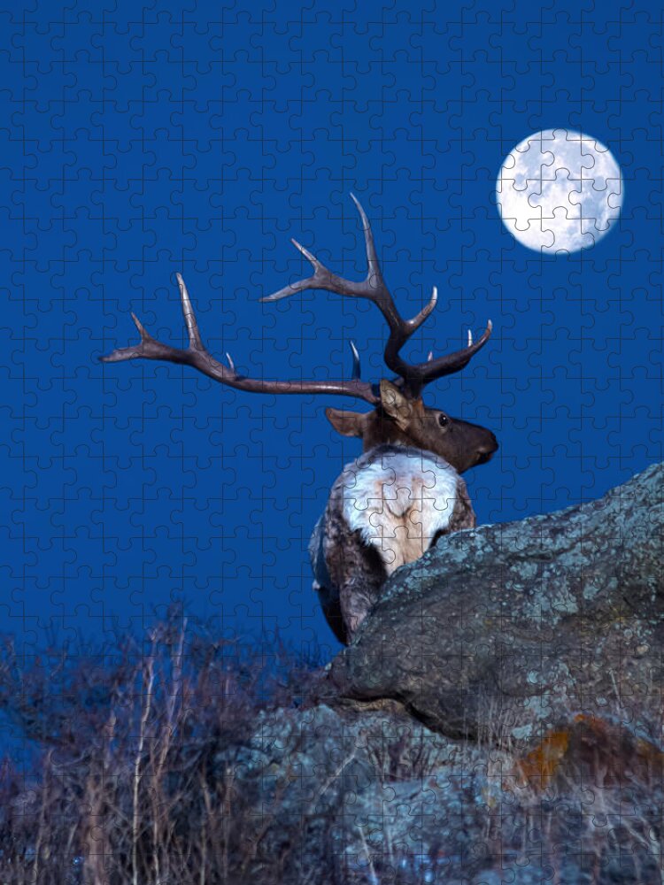 Moon Jigsaw Puzzle featuring the photograph Gazing At The Moon by Shane Bechler