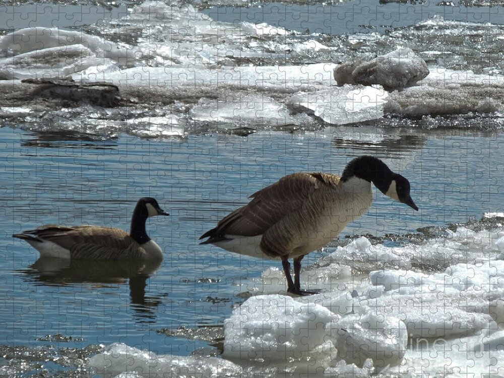 Animals Jigsaw Puzzle featuring the photograph Geese and Cold Feet by Kristen Fox