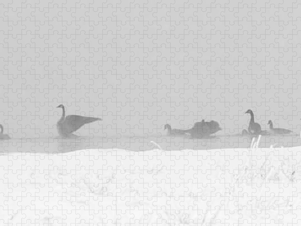 Geese Jigsaw Puzzle featuring the photograph Geese by Steven Ralser