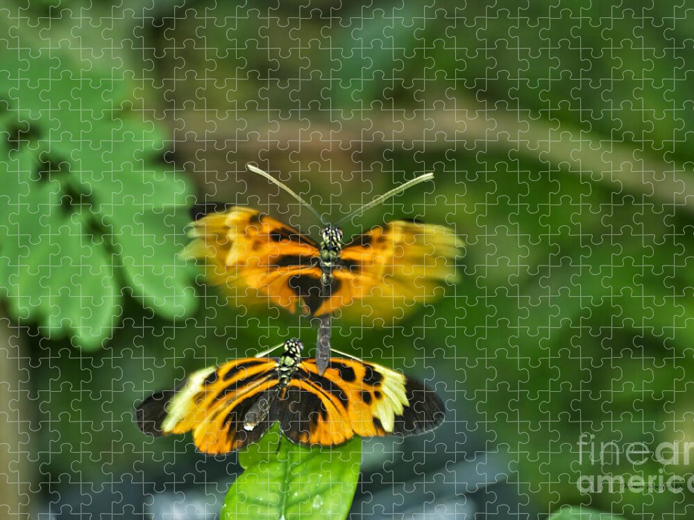 Mating Jigsaw Puzzle featuring the photograph Gentle Butterfly Courtship 03 by Thomas Woolworth
