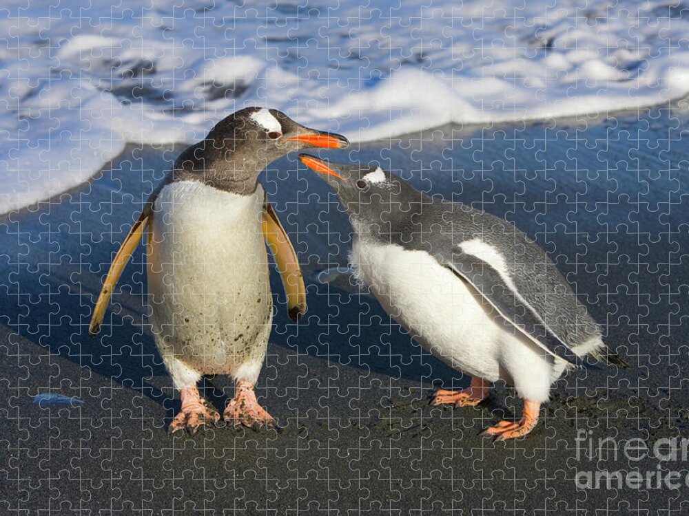 00345356 Jigsaw Puzzle featuring the photograph Gentoo Penguin Chick Begging For Food by Yva Momatiuk and John Eastcott