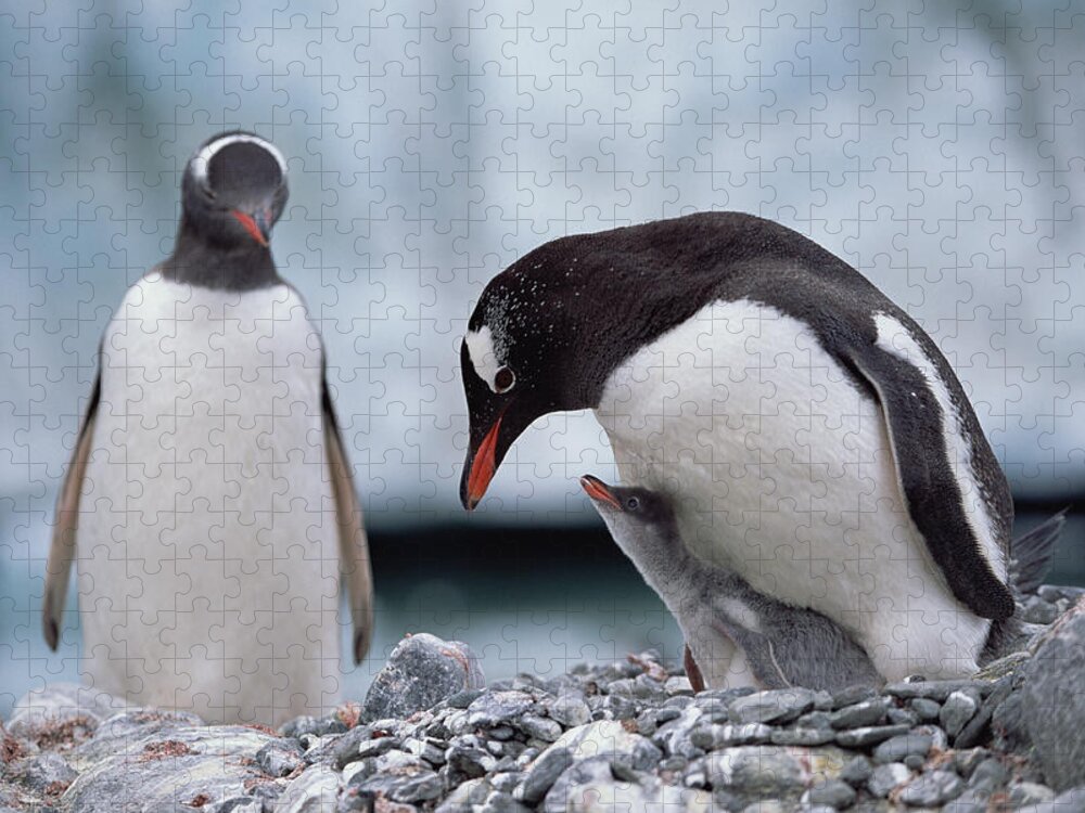 Feb0514 Jigsaw Puzzle featuring the photograph Gentoo Penguin With Chick Begging by Konrad Wothe