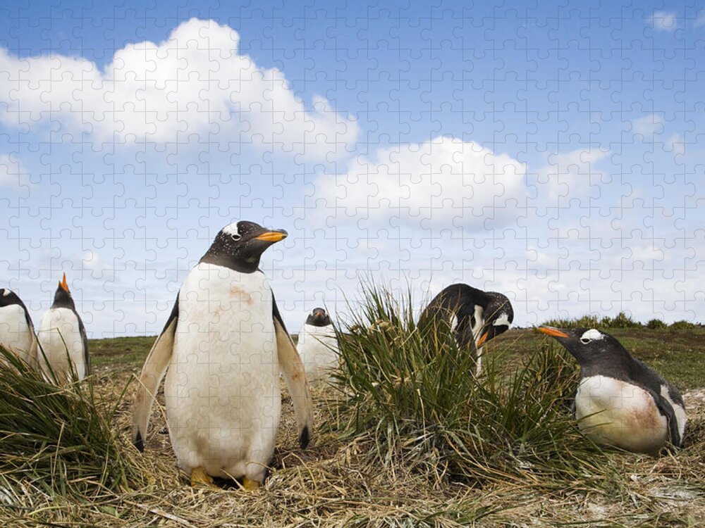 Flpa Jigsaw Puzzle featuring the photograph Gentoo Penguins Sea Lion Isl Falklands by Dickie Duckett