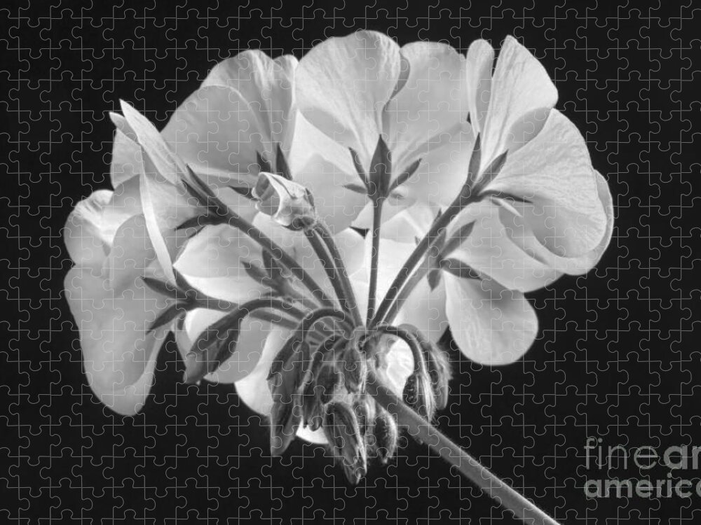 Geranium Jigsaw Puzzle featuring the photograph Geranium Flower In Progress Black and White by James BO Insogna