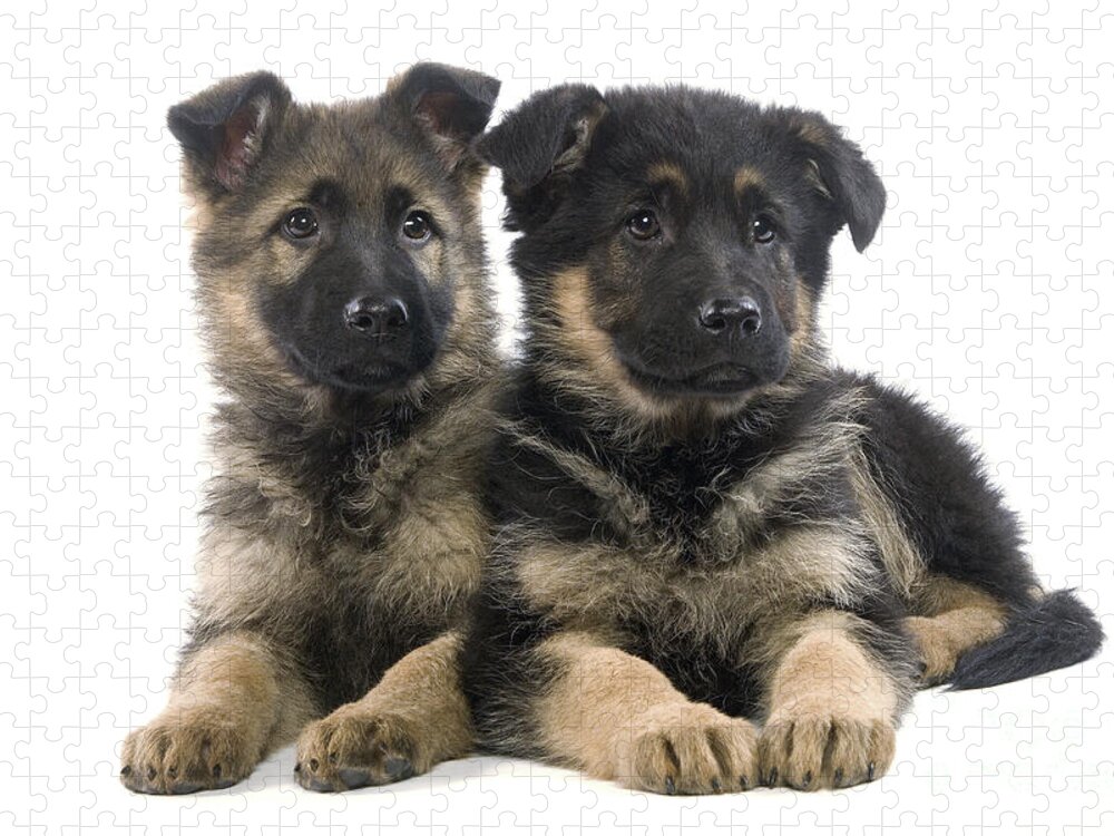 Dog Jigsaw Puzzle featuring the photograph German Shepherd Puppies by Jean-Michel Labat