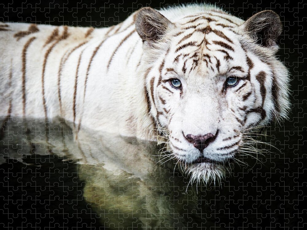 White Tiger Jigsaw Puzzle featuring the photograph Getting A Dip by Tony Kh Lim