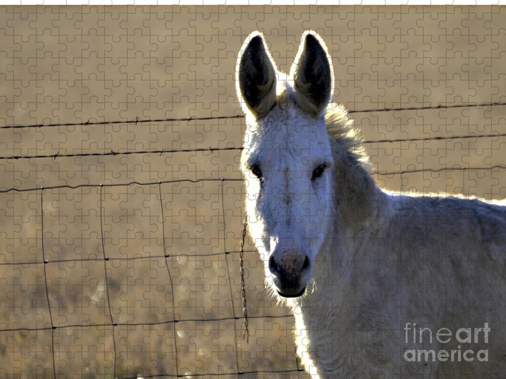 Donkey Jigsaw Puzzle featuring the photograph Ghost by Linda Cox