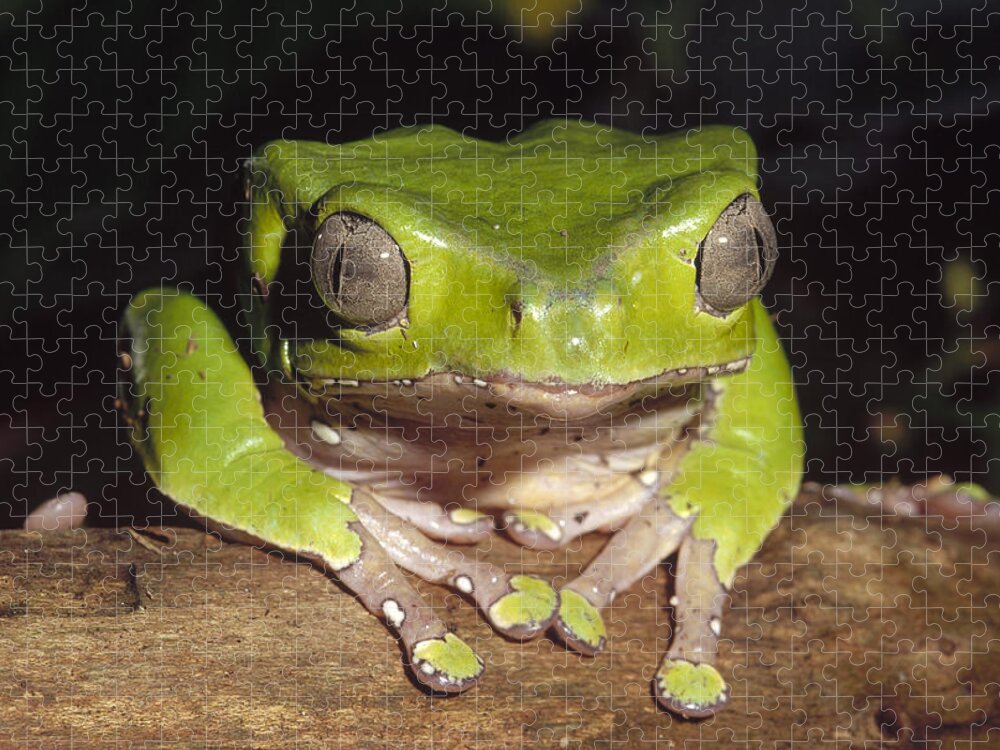 Feb0514 Jigsaw Puzzle featuring the photograph Giant Monkey Frog Venezuela by Gerry Ellis