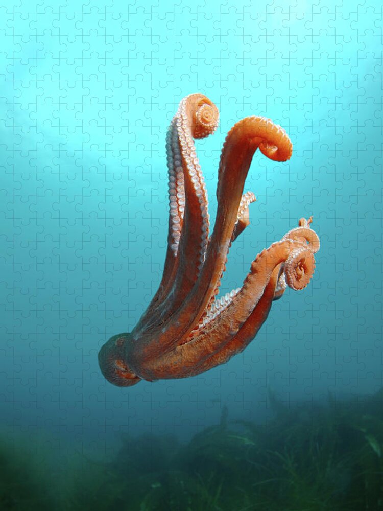 Underwater Jigsaw Puzzle featuring the photograph Giant Pacific Octopus Or North Pacific by Andrey Nekrasov