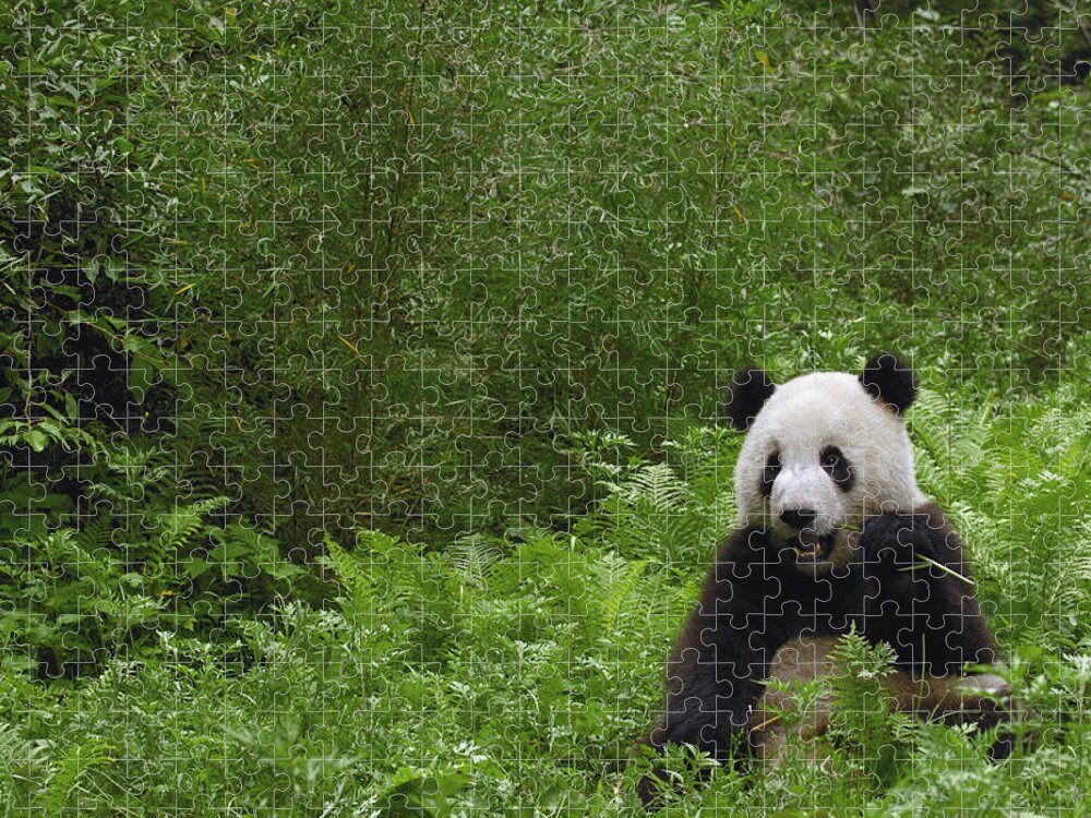 Feb0514 Jigsaw Puzzle featuring the photograph Giant Panda Near Bamboo Wolong China by Pete Oxford