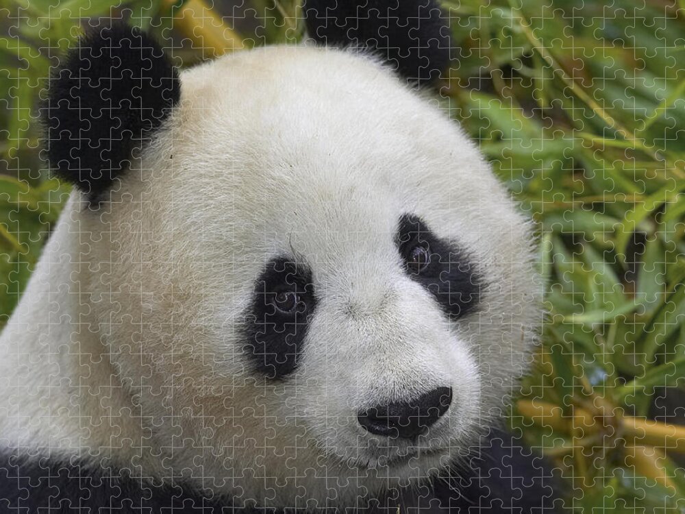 Feb0514 Jigsaw Puzzle featuring the photograph Giant Panda Portrait by San Diego Zoo