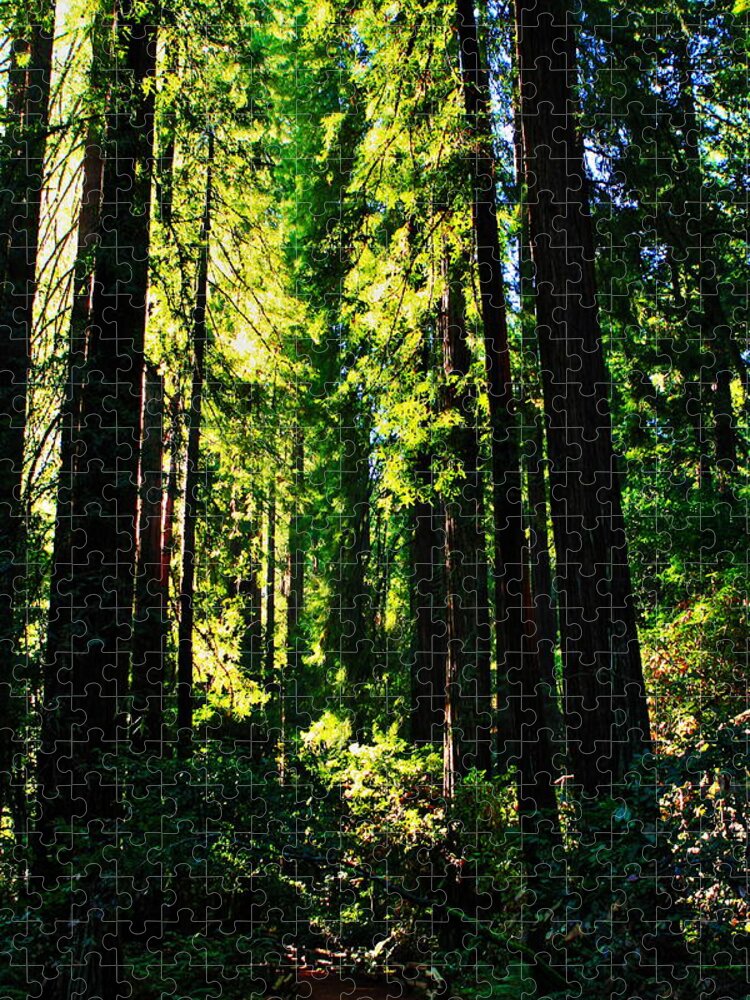Usa Jigsaw Puzzle featuring the photograph Giant Redwood Forest by Aidan Moran