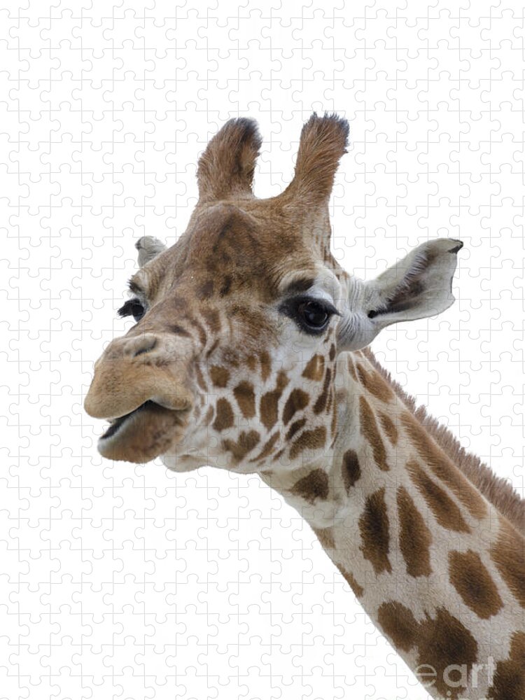 Giraffe Jigsaw Puzzle featuring the photograph Giraffe - colour by Steev Stamford