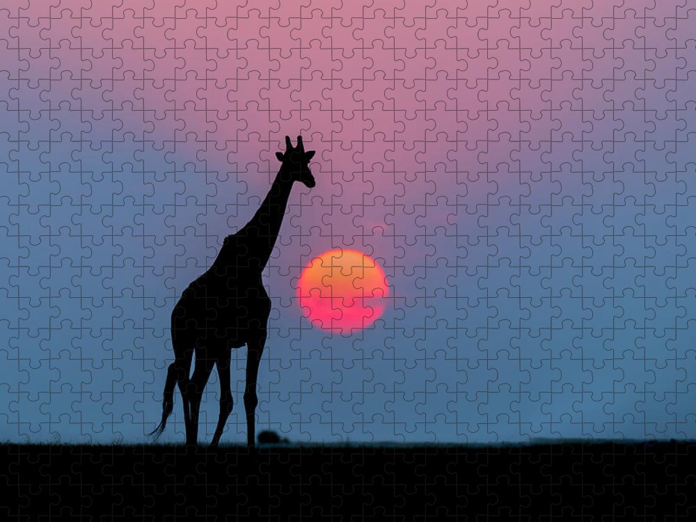 Nis Jigsaw Puzzle featuring the photograph Giraffe At Sunset Chobe Np Botswana by Andrew Schoeman