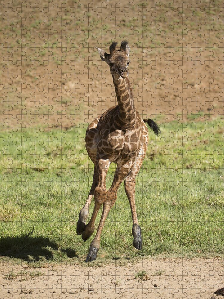 San Diego Zoo Jigsaw Puzzle featuring the photograph Giraffe Calf Running by San Diego Zoo