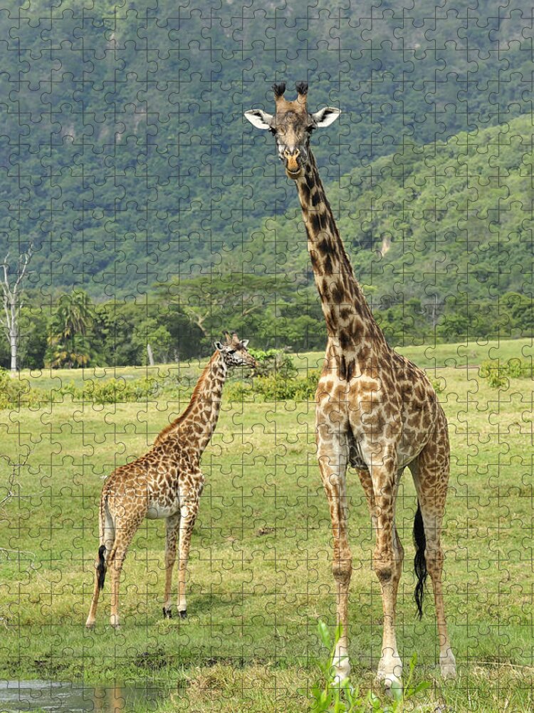 Thomas Marent Jigsaw Puzzle featuring the photograph Giraffe Mother And Calftanzania by Thomas Marent
