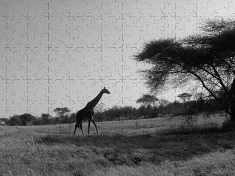 Photography Jigsaw Puzzle featuring the photograph Giraffe On The Plains, Kenya, Africa by Panoramic Images