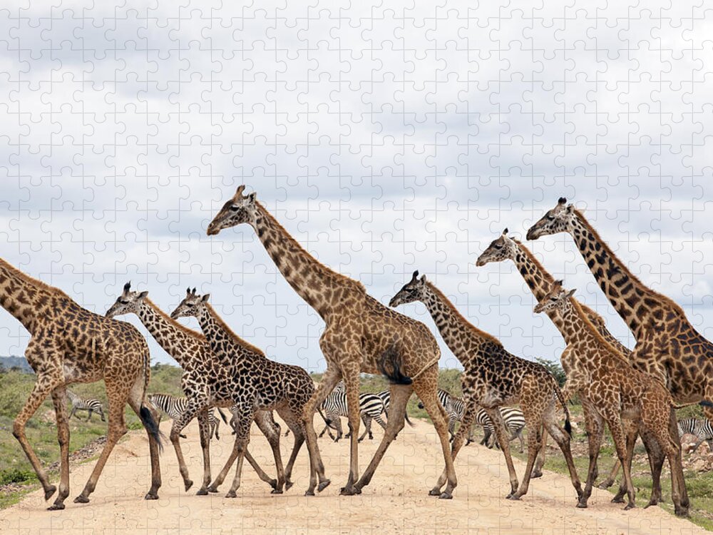 Eco Tourism Jigsaw Puzzle featuring the photograph Giraffes Are Running by 1001slide